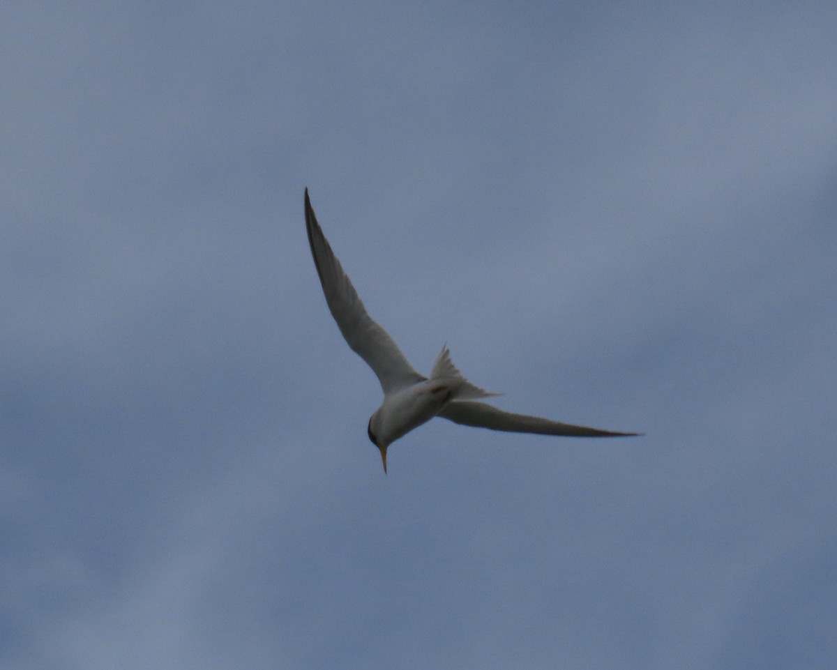 Least Tern - ML620718218