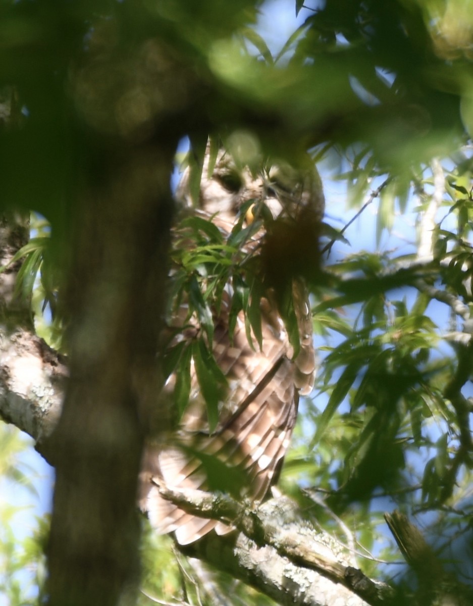 Barred Owl - ML620718224