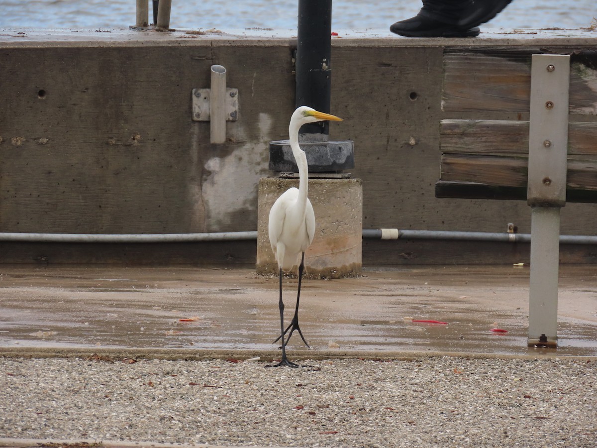 Great Egret - ML620718226