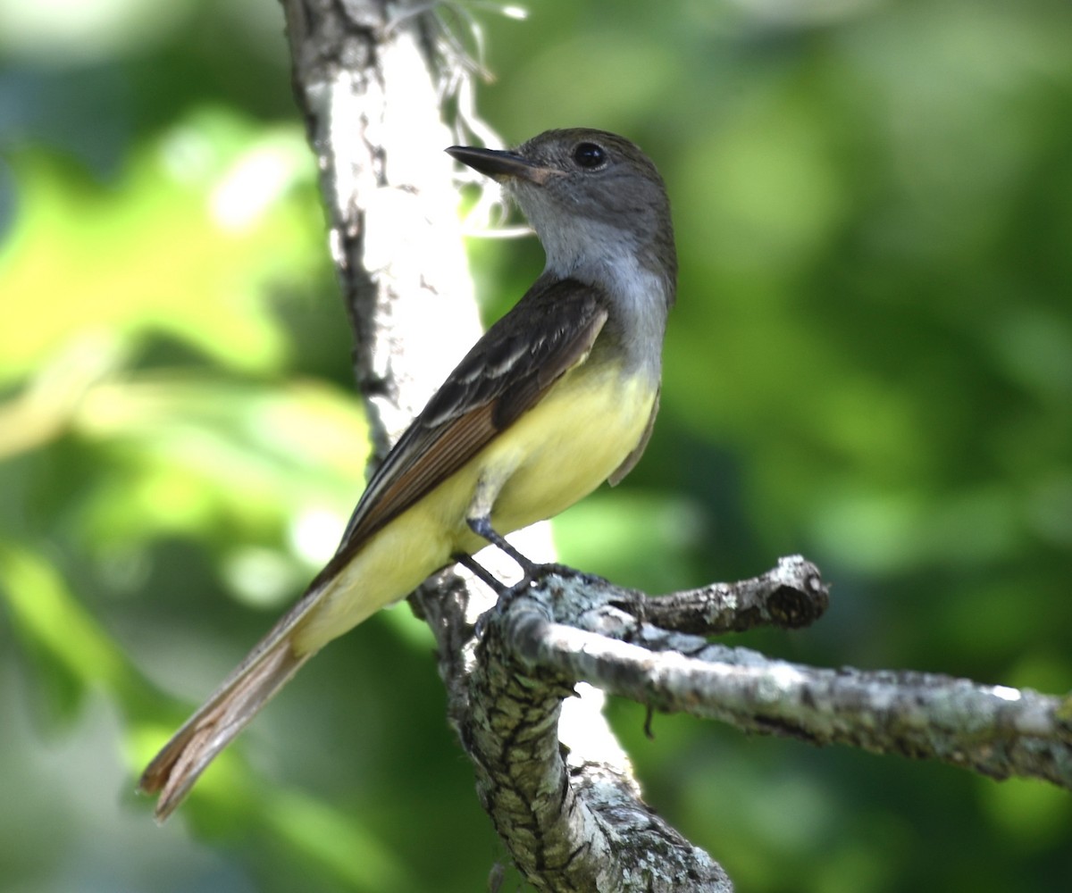 Great Crested Flycatcher - ML620718228