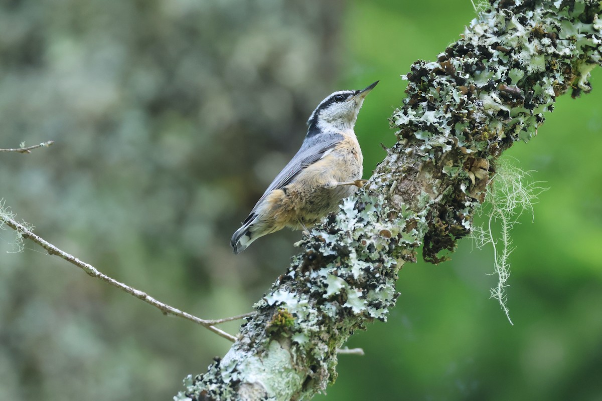 Red-breasted Nuthatch - ML620718229