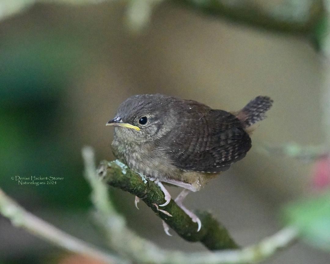 House Wren - ML620718230