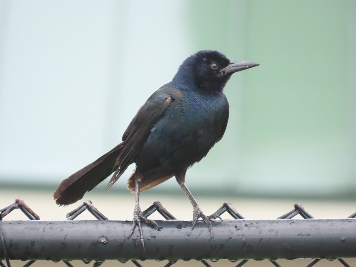 Boat-tailed Grackle - ML620718232