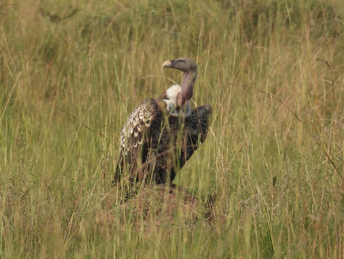 Rüppell's Griffon - ML620718233