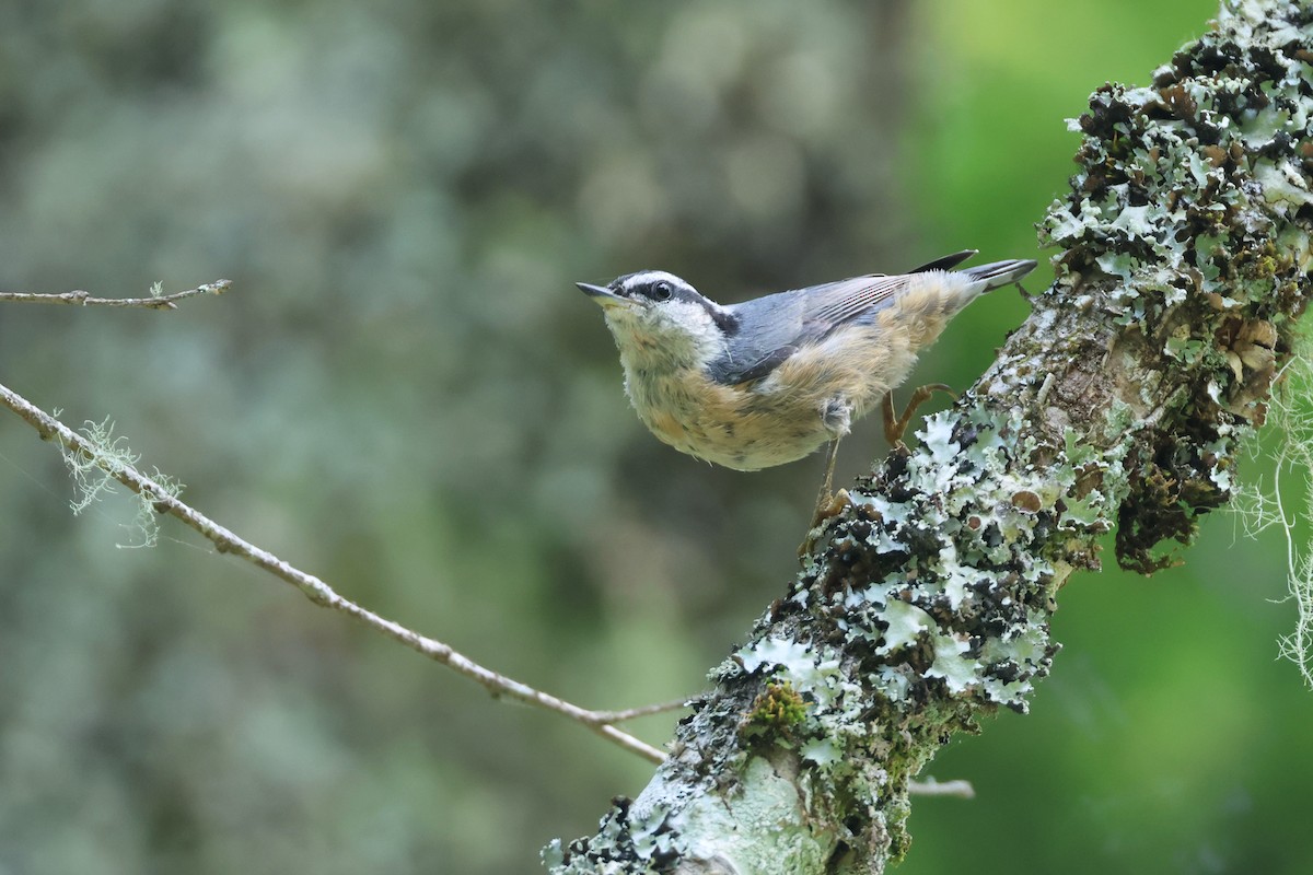 Red-breasted Nuthatch - ML620718234