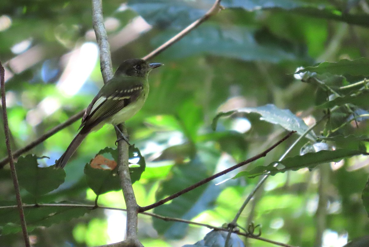 Sepia-capped Flycatcher - ML620718235