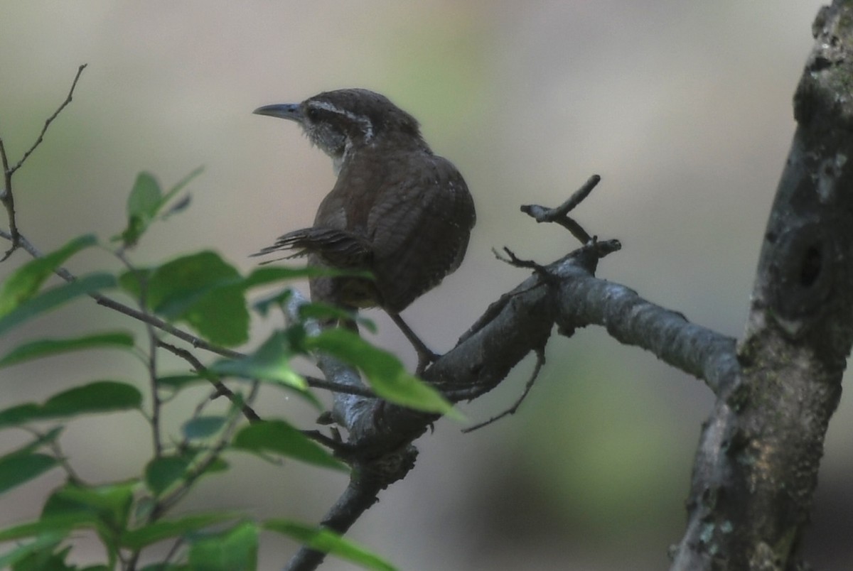 Carolina Wren - Cyndy Hardaker