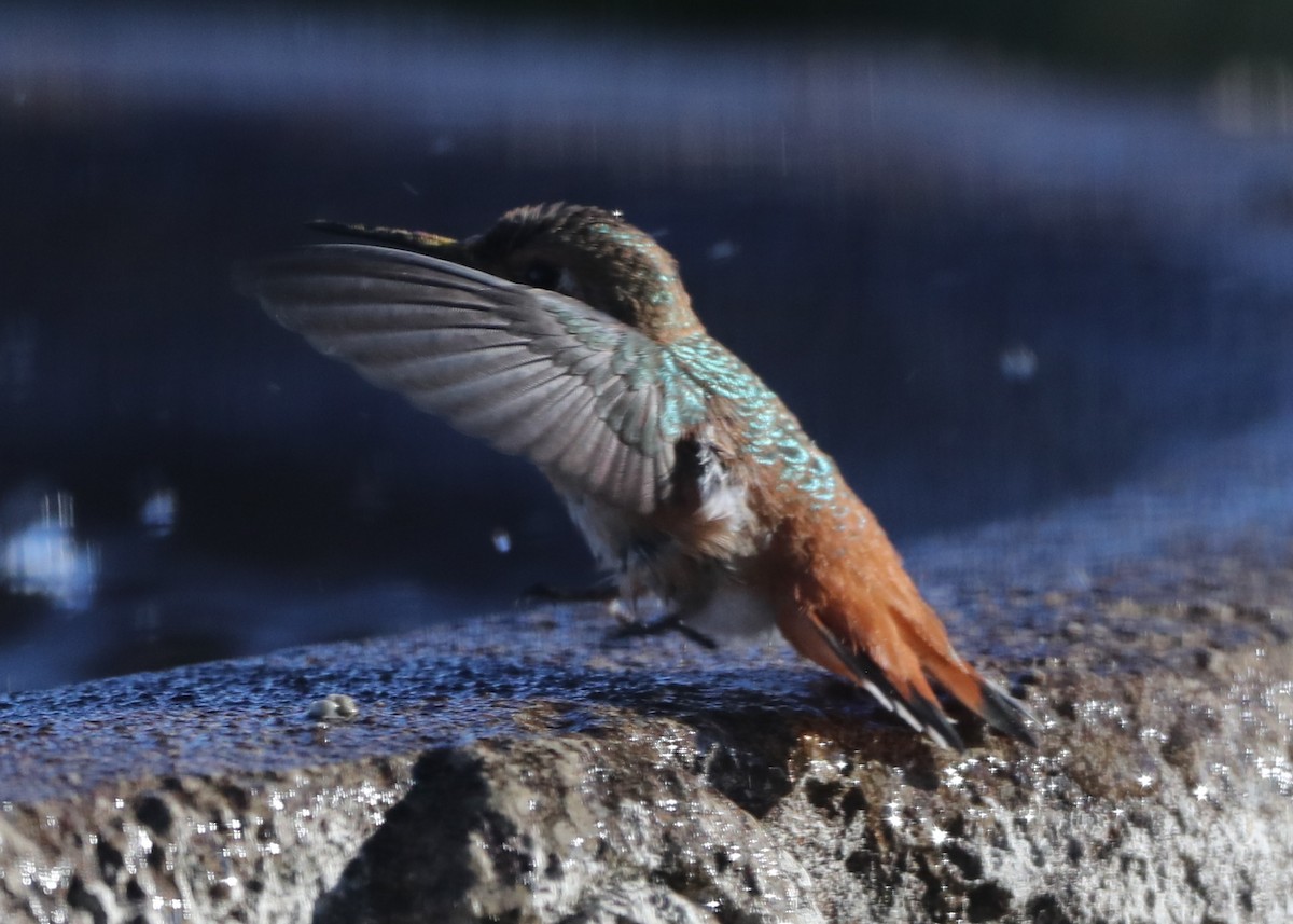 Colibrí de Allen - ML620718237