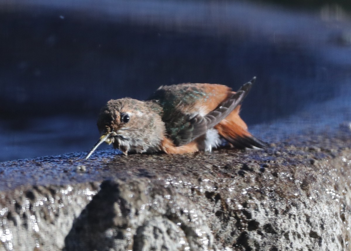 Colibrí de Allen - ML620718238