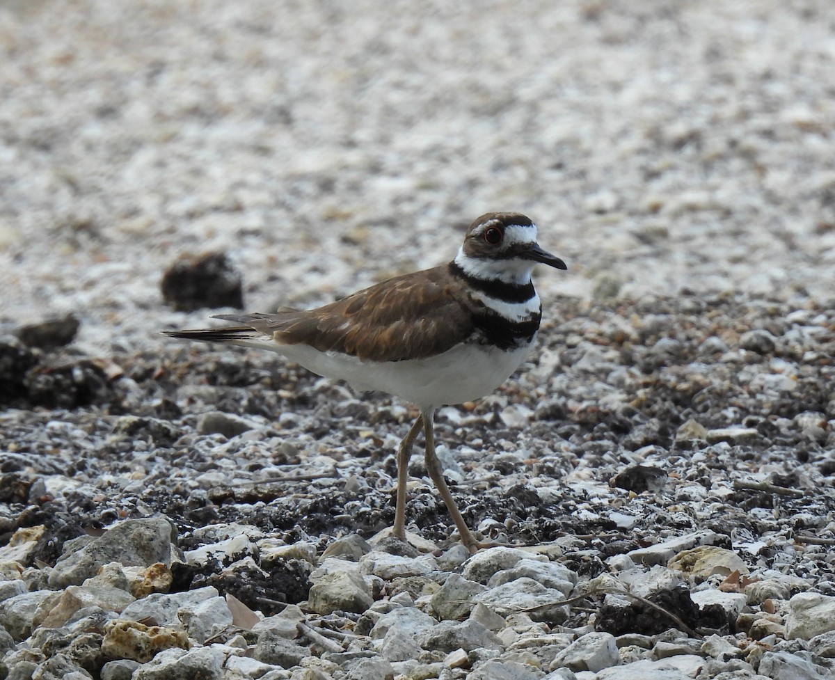 Killdeer - ML620718240