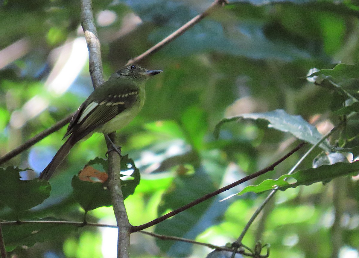 Sepia-capped Flycatcher - ML620718241