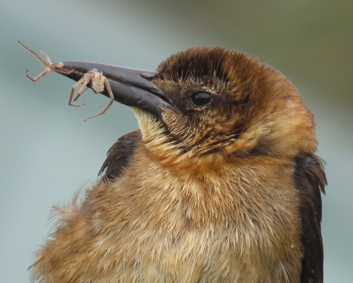 Boat-tailed Grackle - ML620718242