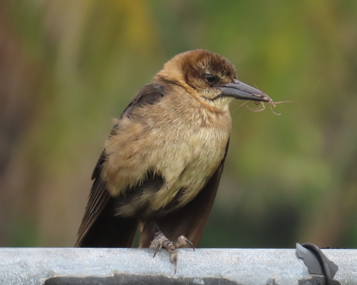 Boat-tailed Grackle - ML620718243