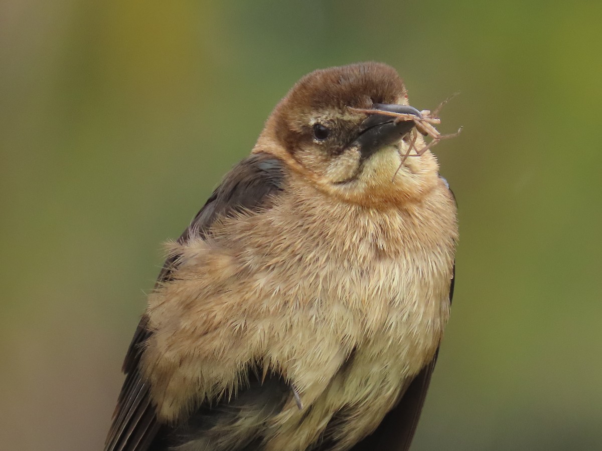 Boat-tailed Grackle - ML620718244