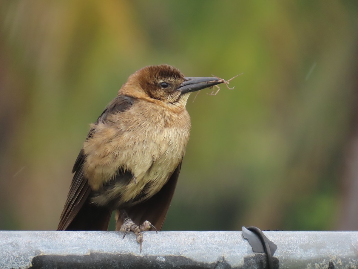 Boat-tailed Grackle - Laurie Witkin