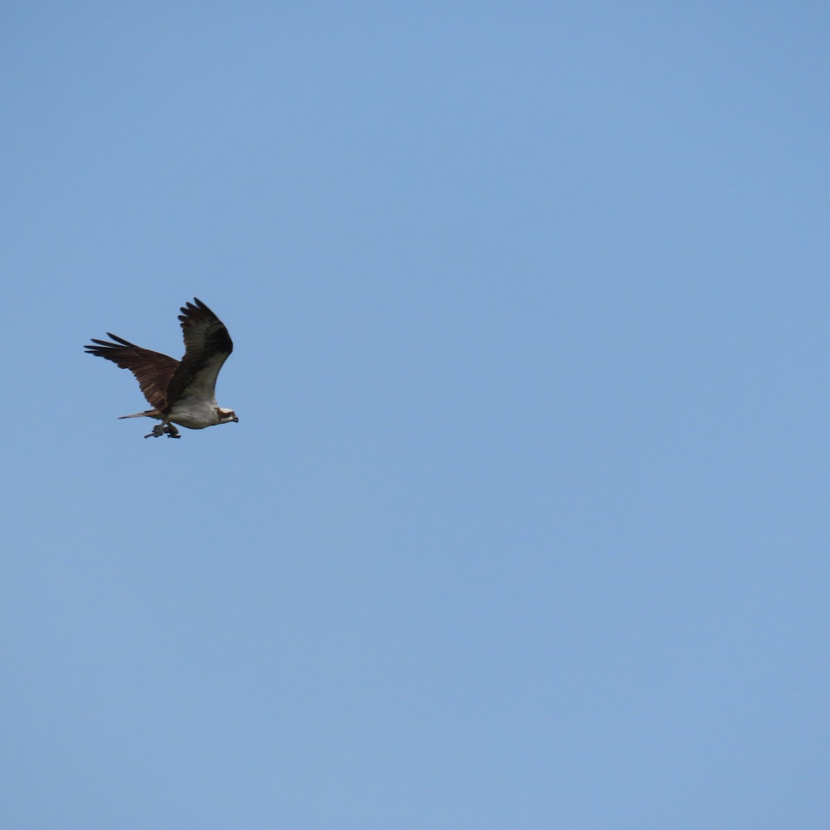 Águila Pescadora - ML620718246