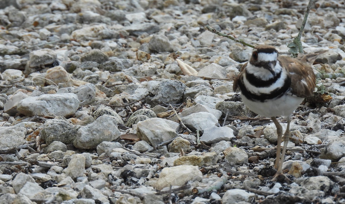 Killdeer - ML620718247