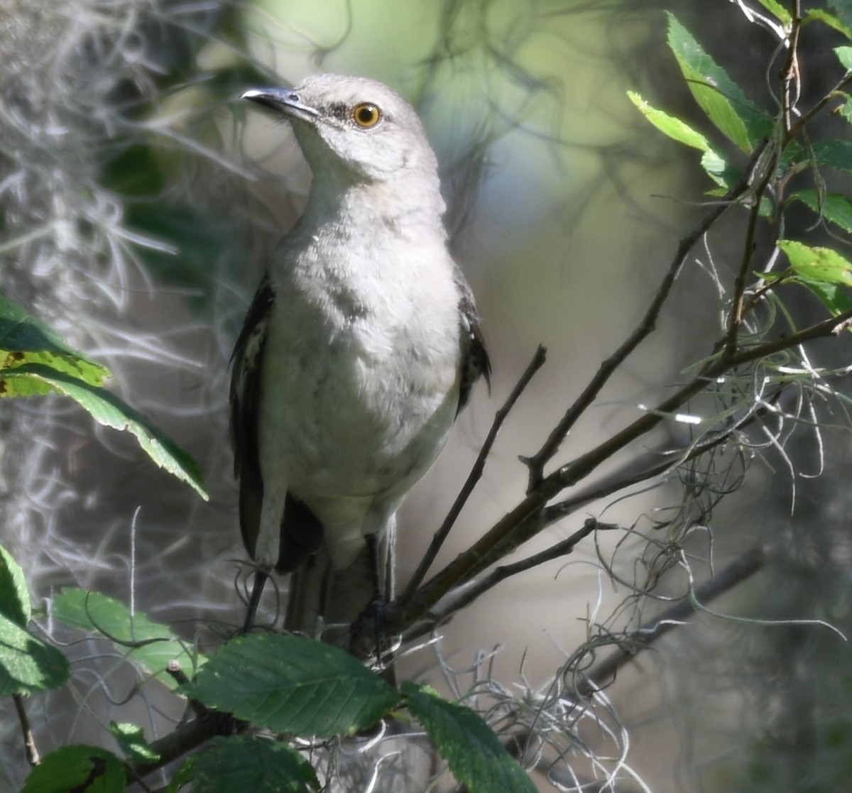 Northern Mockingbird - ML620718248