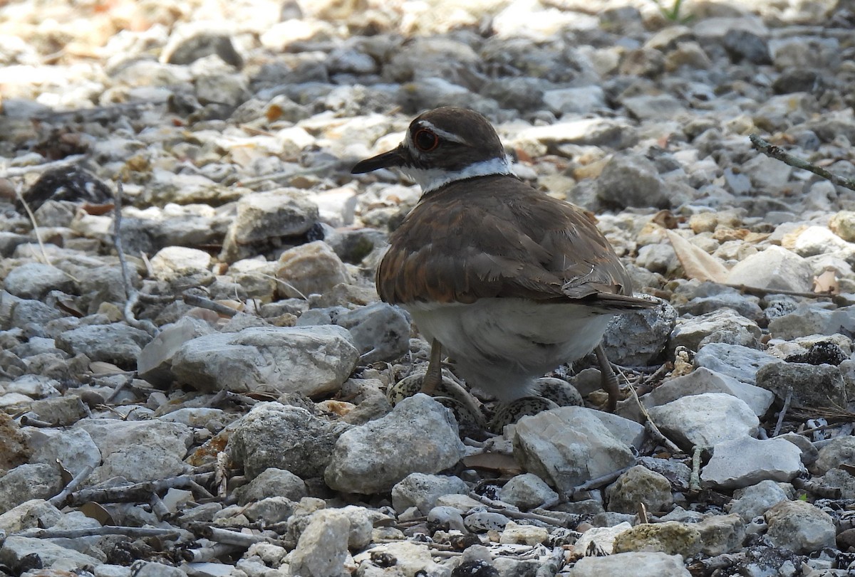 Killdeer - ML620718250