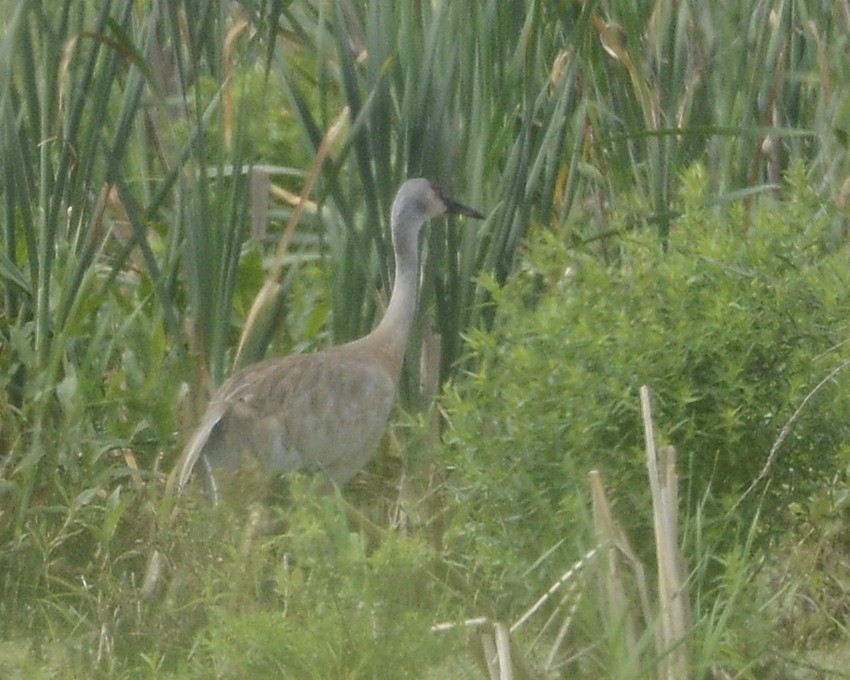 Sandhill Crane - ML620718251