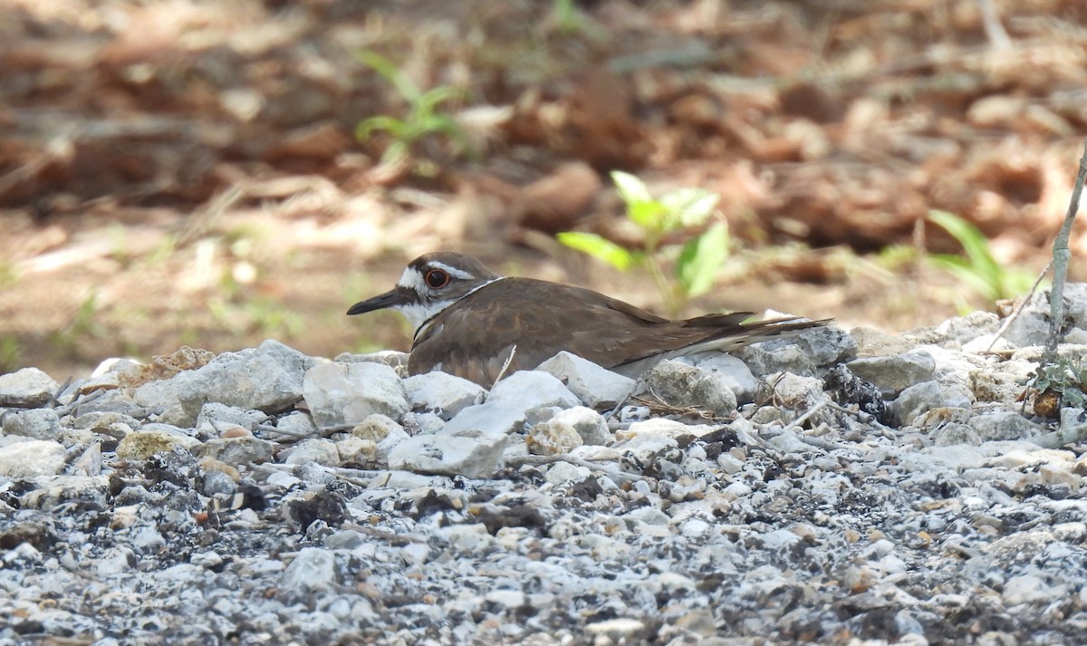 Killdeer - ML620718252