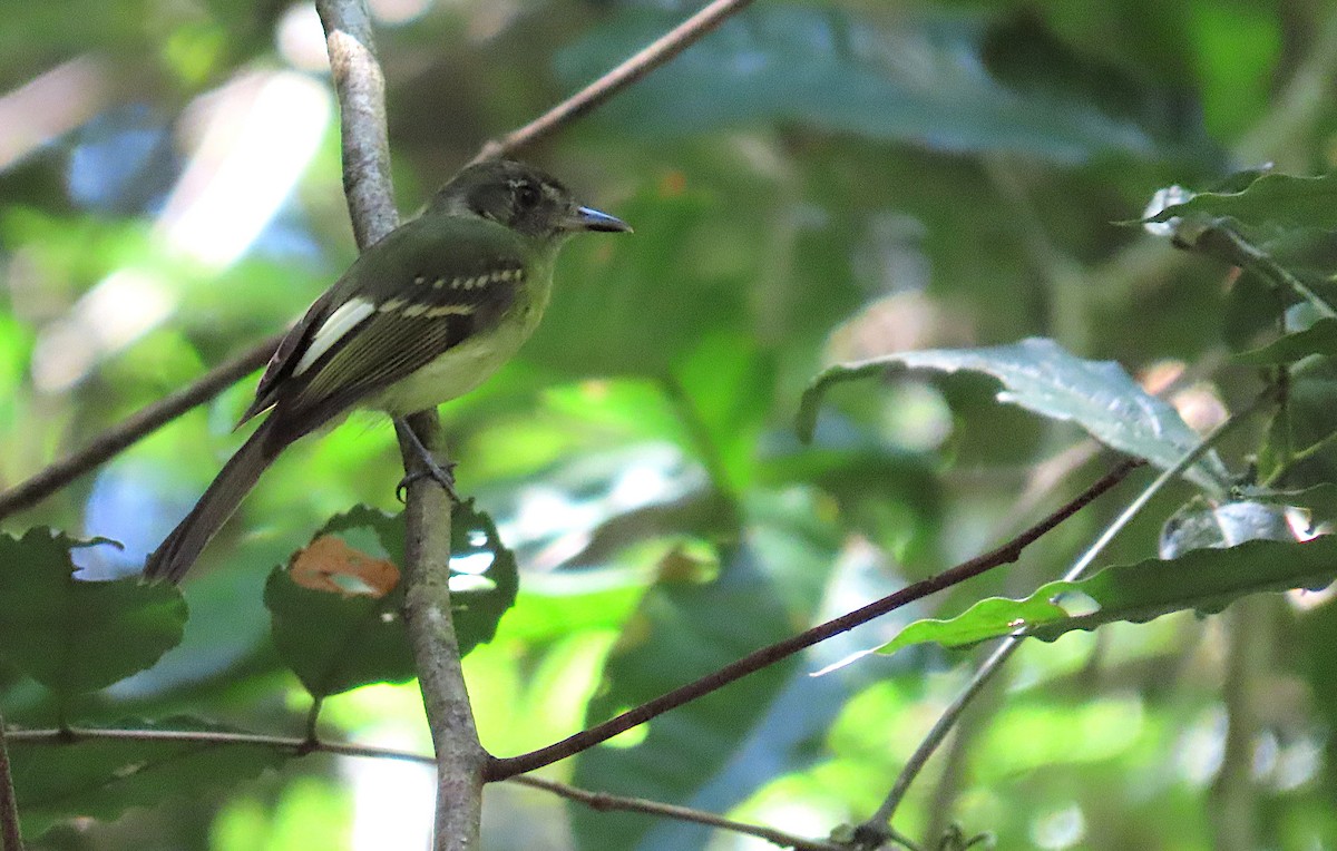 Sepia-capped Flycatcher - ML620718253