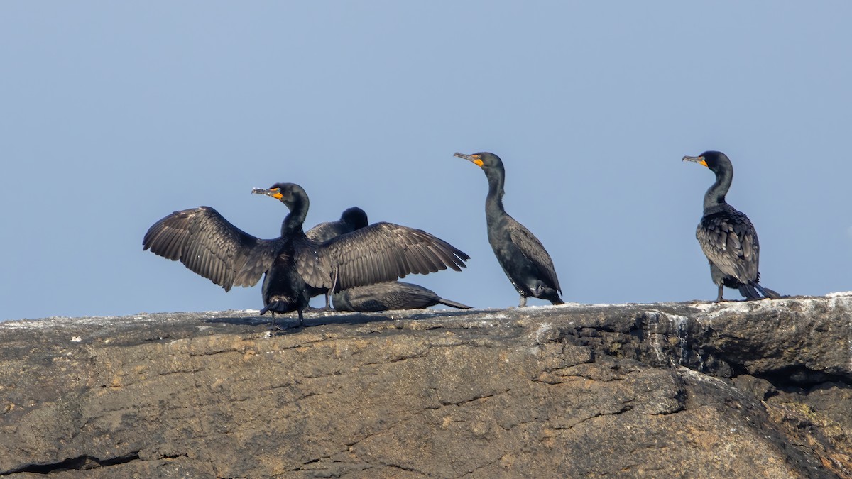 Double-crested Cormorant - Louis Bevier