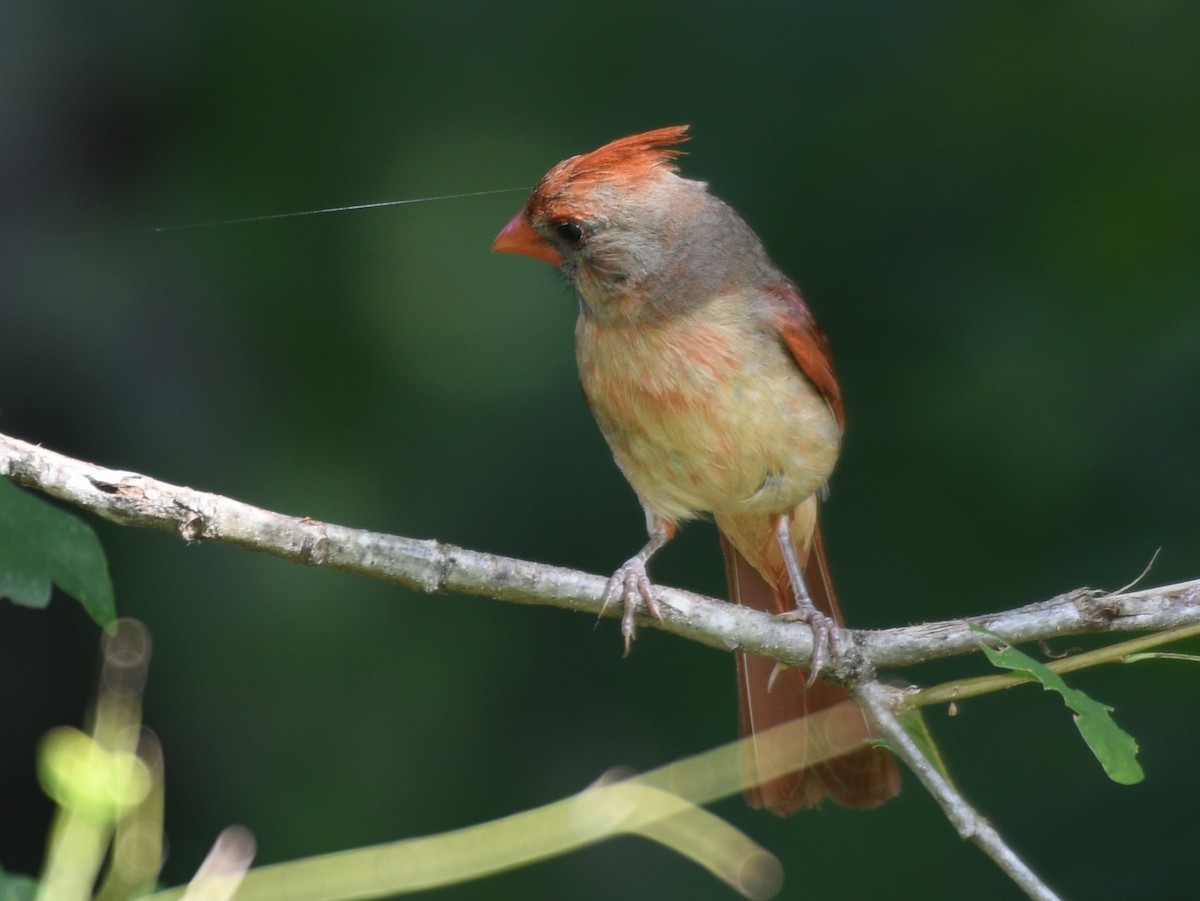 Cardinal rouge - ML620718257