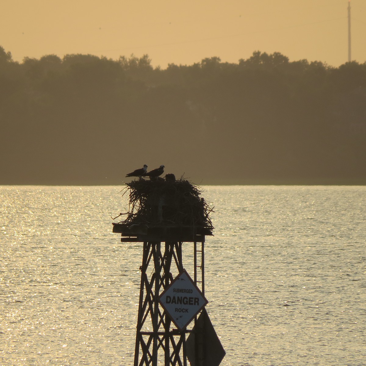 Osprey - Holger Pflicke