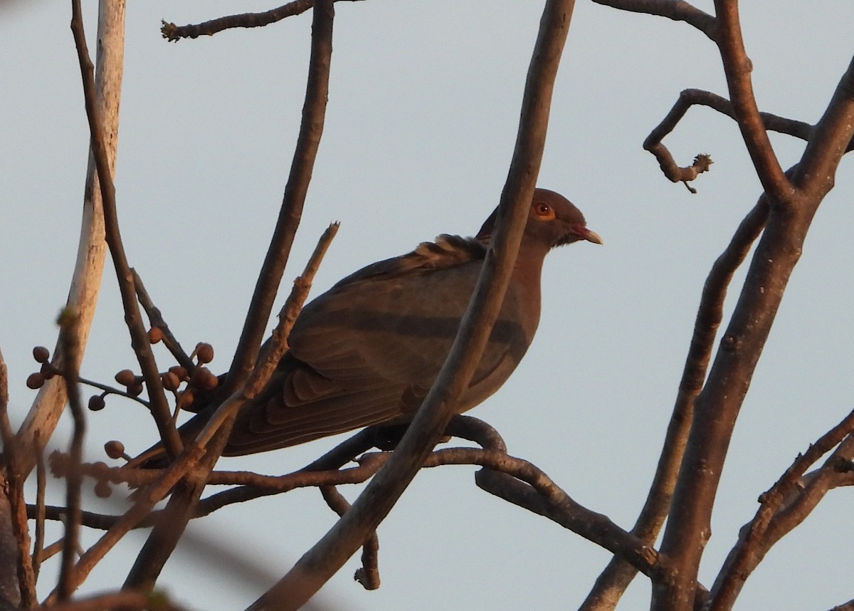 Scaly-naped Pigeon - ML620718264