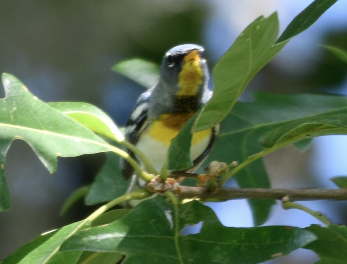 Northern Parula - ML620718265