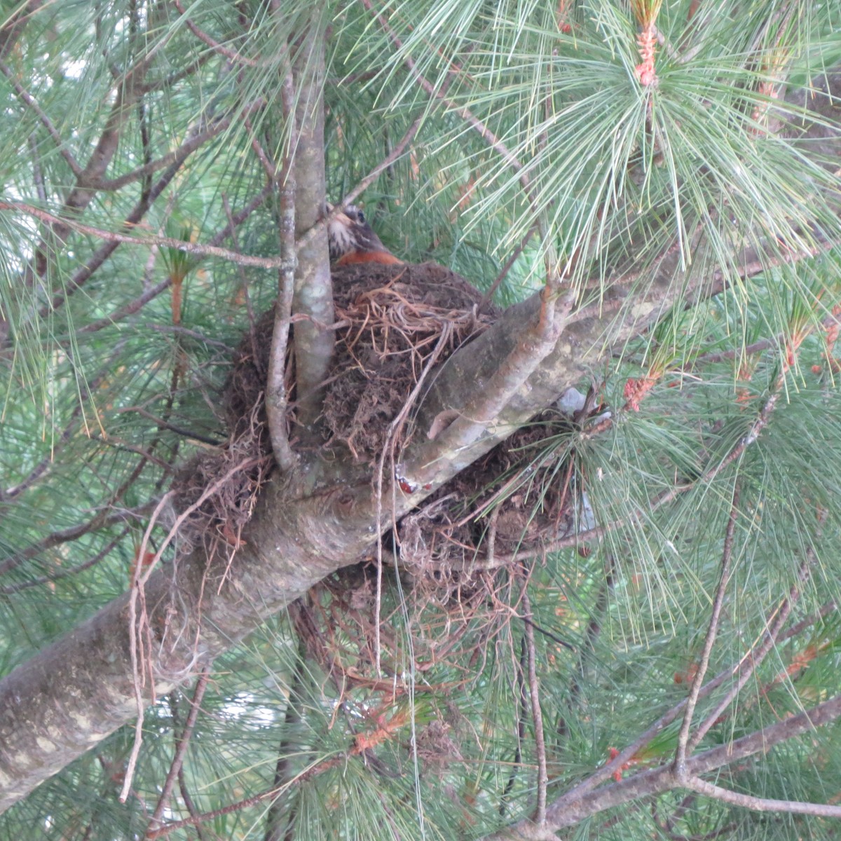 American Robin - ML620718270