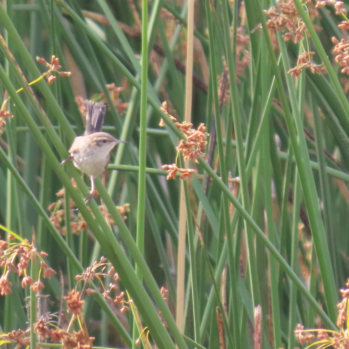 Bewick's Wren - ML620718275