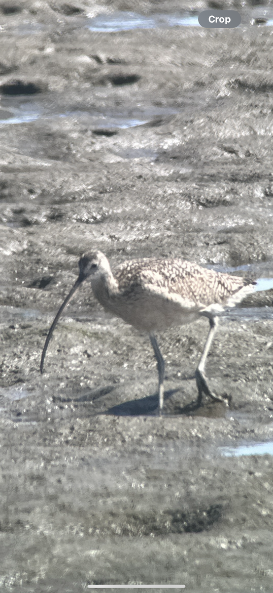 Long-billed Curlew - ML620718277