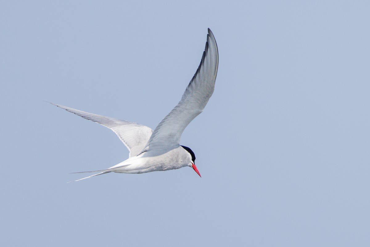 Arctic Tern - ML620718278