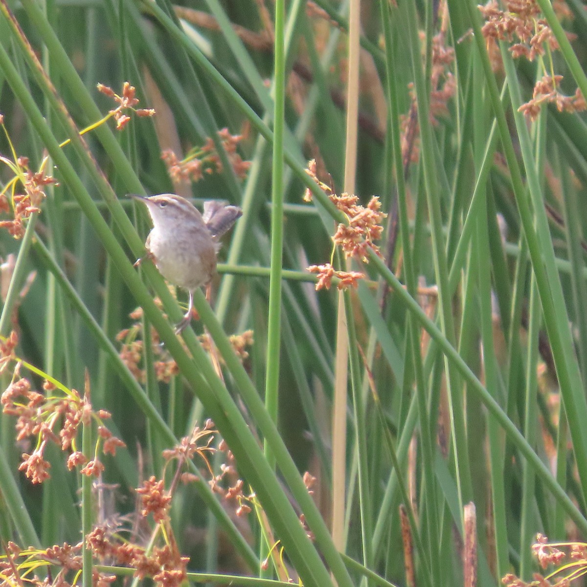 Bewick's Wren - ML620718279