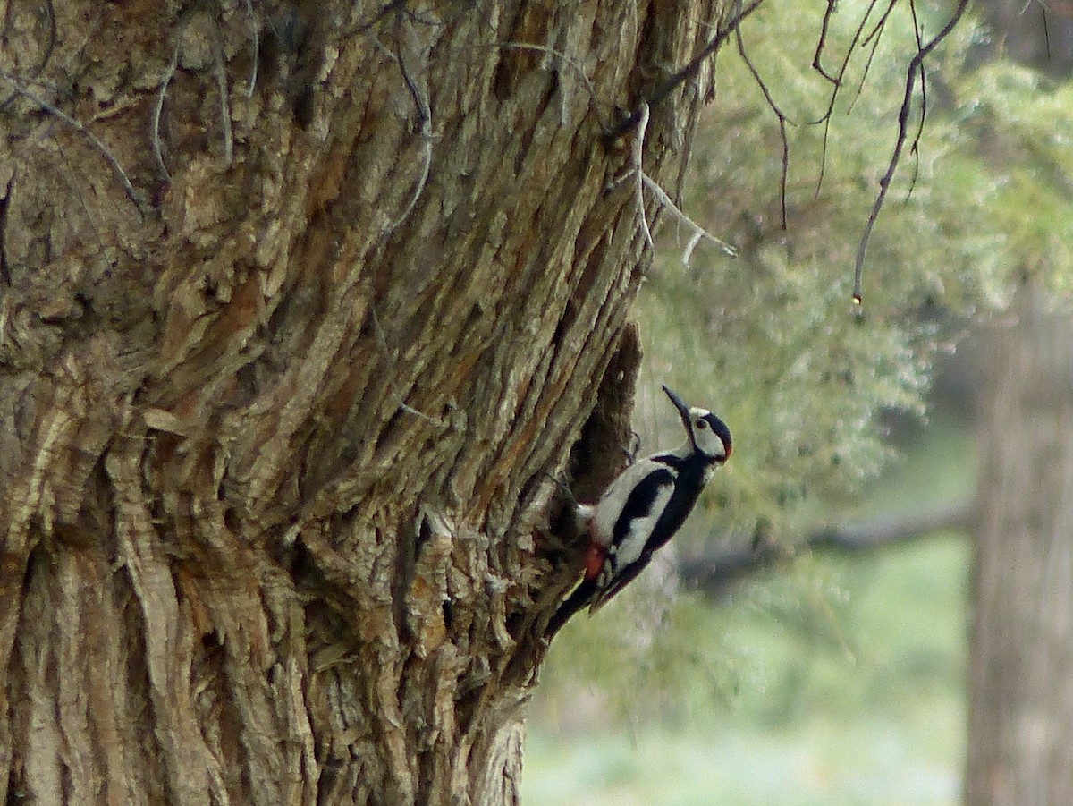 White-winged Woodpecker - Jenny Bowman