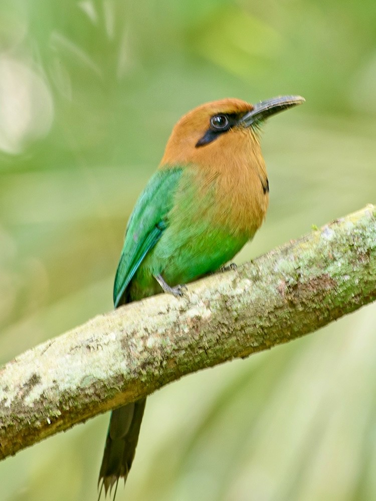 Broad-billed Motmot - ML620718282