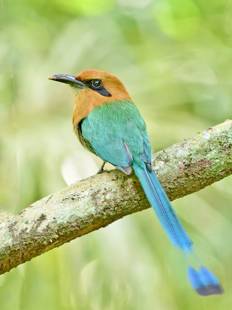 Broad-billed Motmot - ML620718283