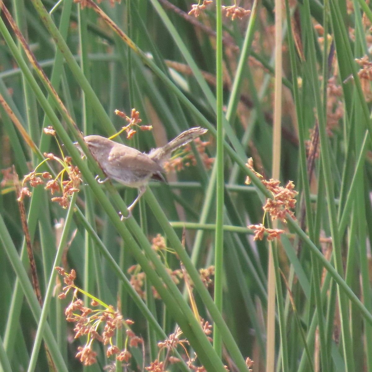 Bewick's Wren - ML620718285