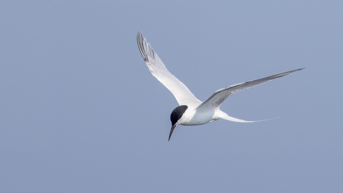 Common/Arctic Tern - ML620718286