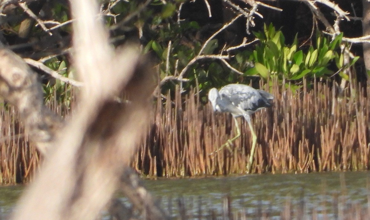 Little Blue Heron - ML620718287