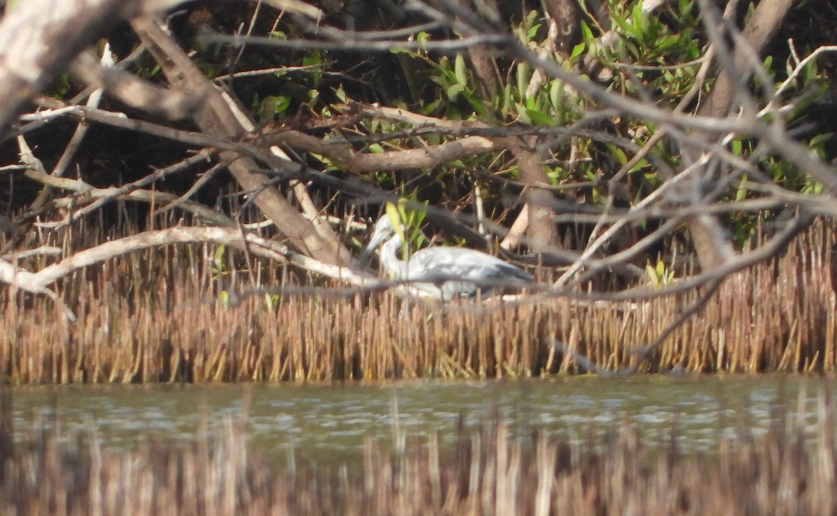 Little Blue Heron - ML620718288