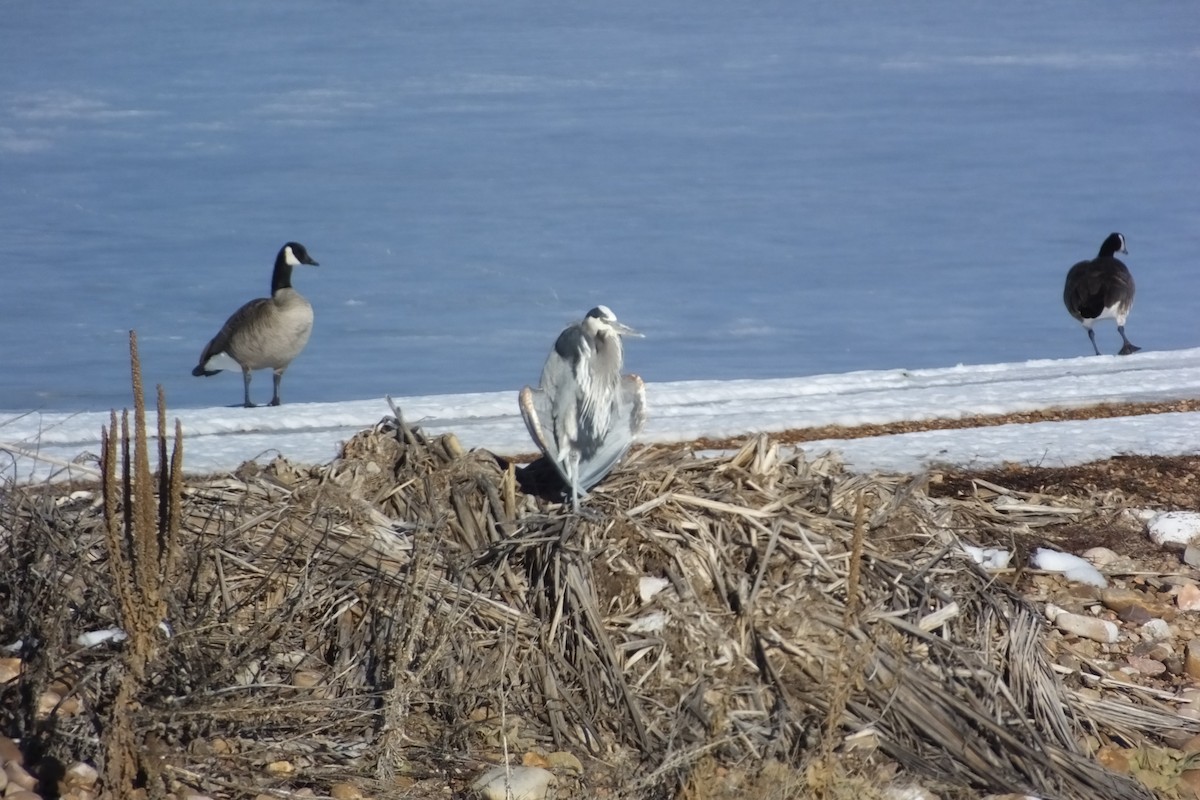 Great Blue Heron - ML620718289