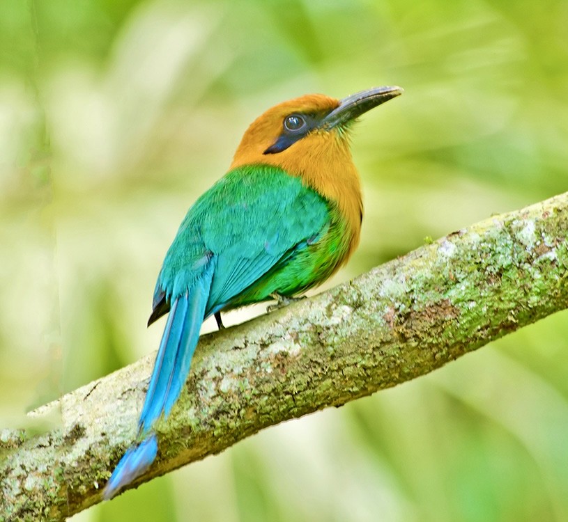 Motmot à bec large - ML620718293