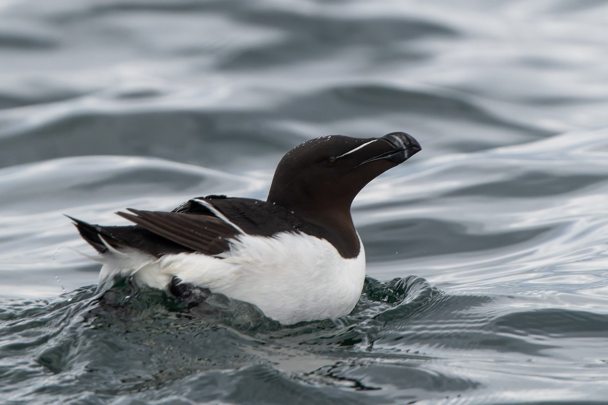 Razorbill - ML620718294