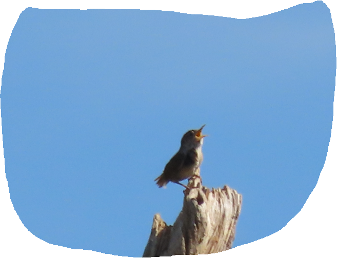 House Wren - Dick Zerger