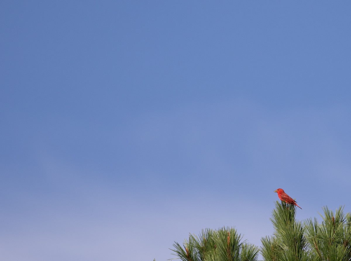 Summer Tanager - ML620718298