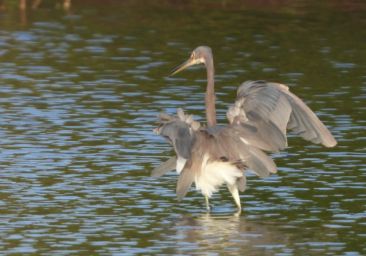 Tricolored Heron - ML620718299