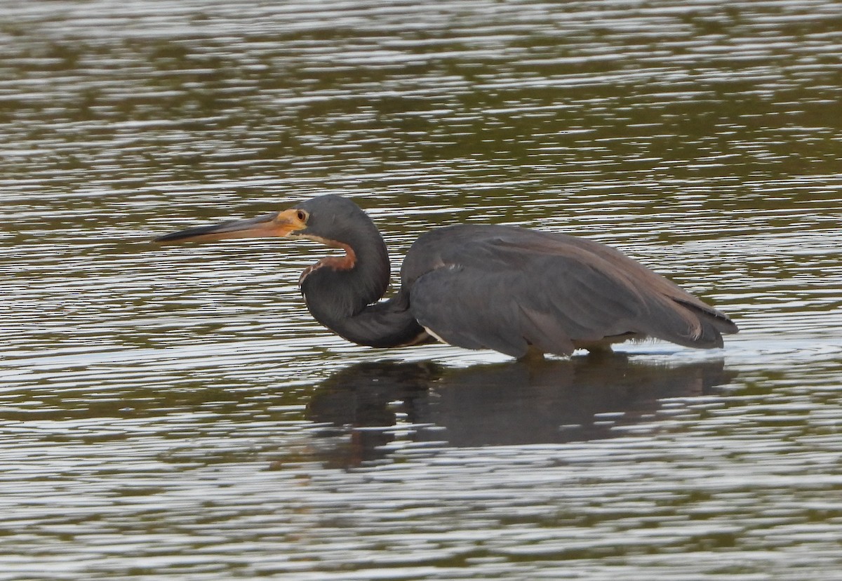 Tricolored Heron - ML620718300